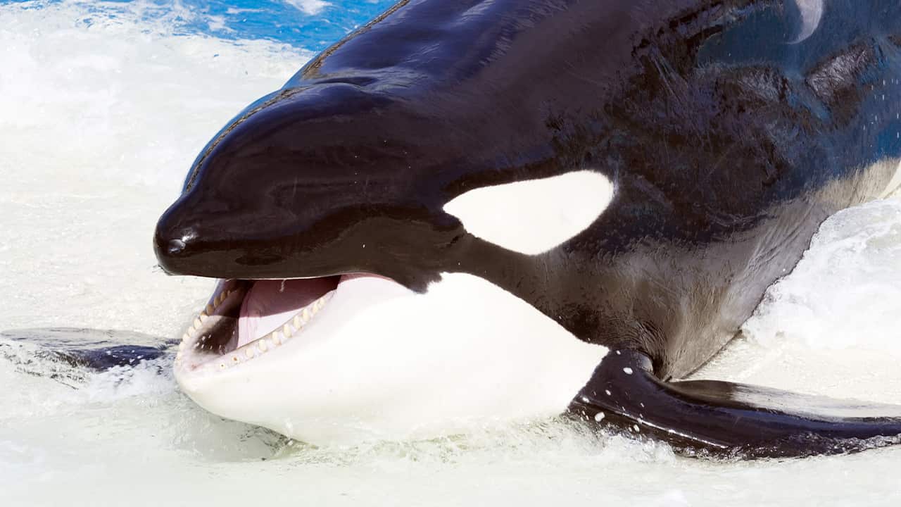 Photo of a killer whale at SeaWorld