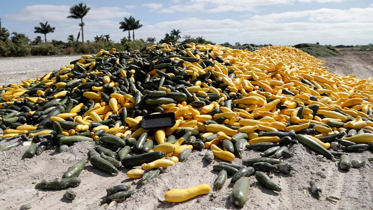Photo of a pile of squash in Florida 
