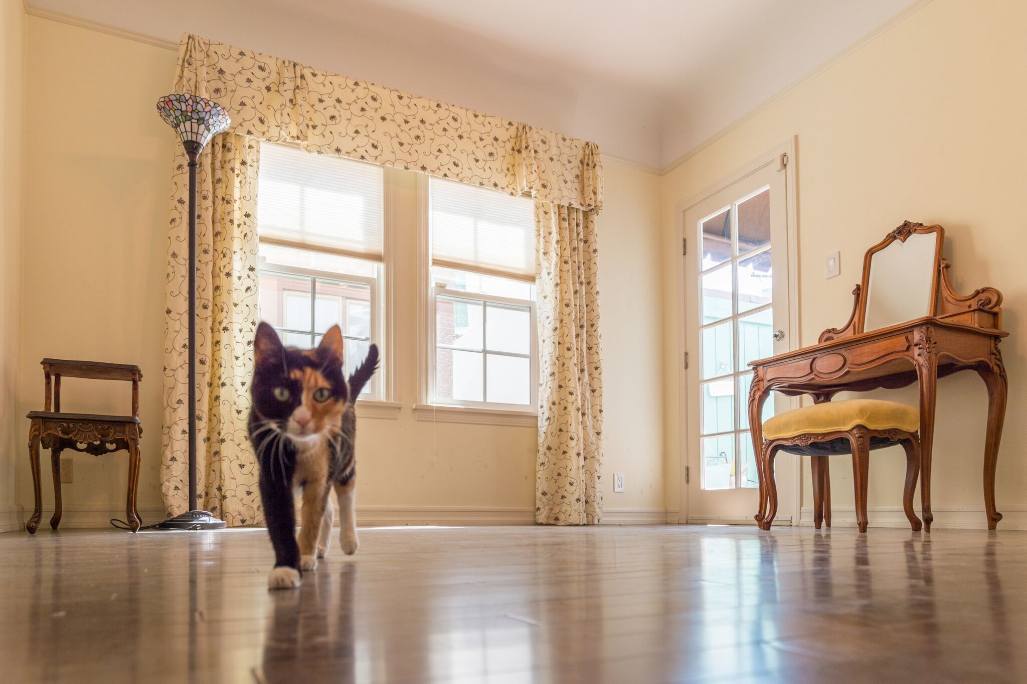 Photo of a cat in a sunlit room