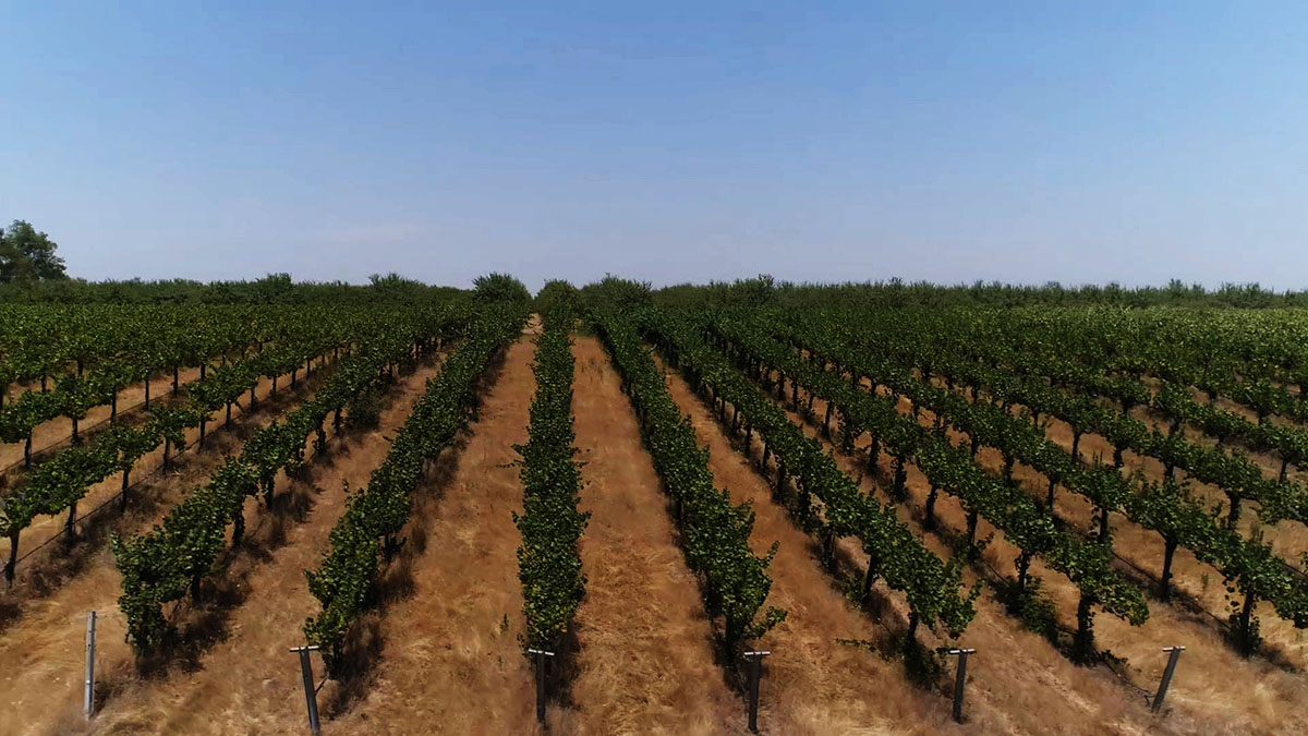 A section of The Birdstone Vineyard