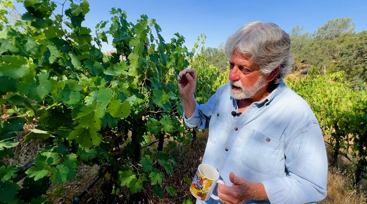 Ray Krause Westbrook Wine Farm