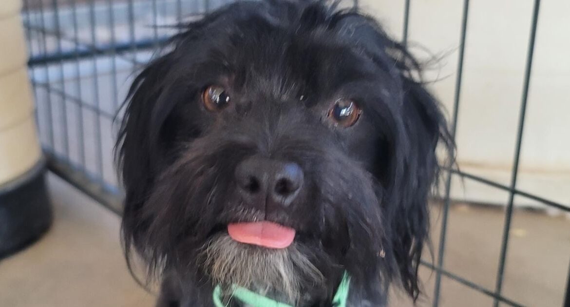 A black poodle's face with his tongue sticking out