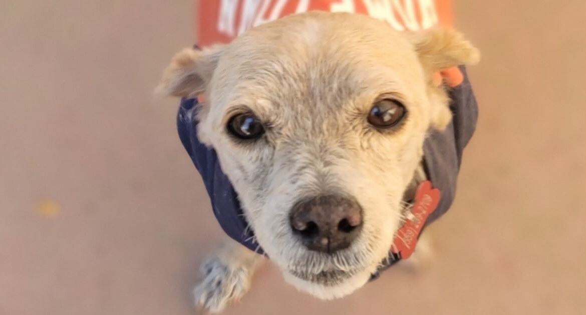Rescued from a dire situation, William, a small dog suffering from sarcoptic mange, has made a remarkable recovery and is now ready to find his forever home.