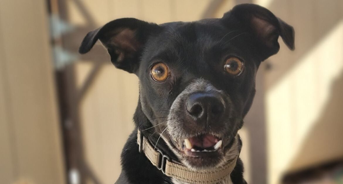 Bentley, a joyful and energetic supermutt with a unique blend of breeds, is seeking his forever home after spending a year with a rescue. (Mell's Mutts)