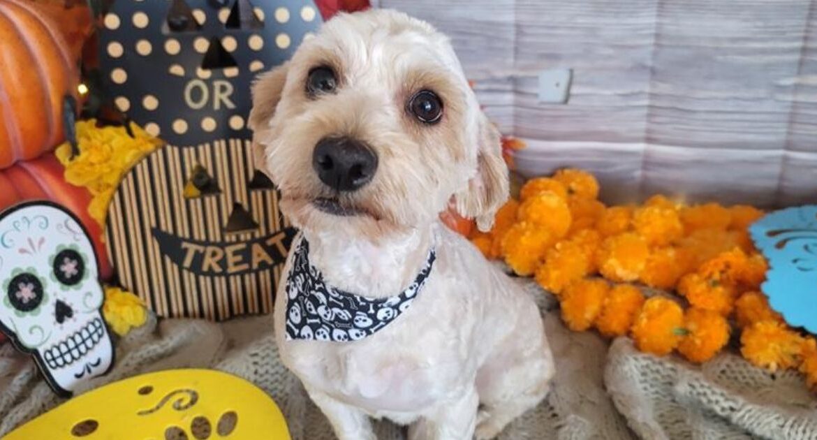 Brock Purdy, named after the quarterback, is a lovable pup with a heartwarming recovery story, ready to bring joy and companionship to a forever home. (Mell's Mutts)