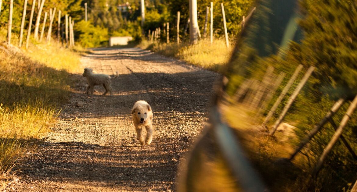 The Fresno Animal Center has seized five dogs linked to cat attacks near Riverside Golf Course, with one puppy still missing. (Shutterstock)