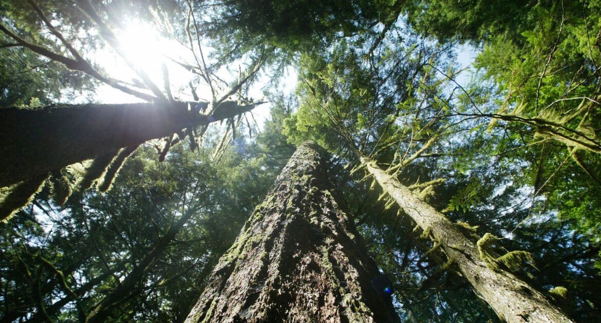 Old-growth Douglas fir trees stand along the Salmon River Trail, June 25, 2004, in Mt. Hood National Forest outside Zigzag, Ore. (AP Photo/Rick Bowmer, File)