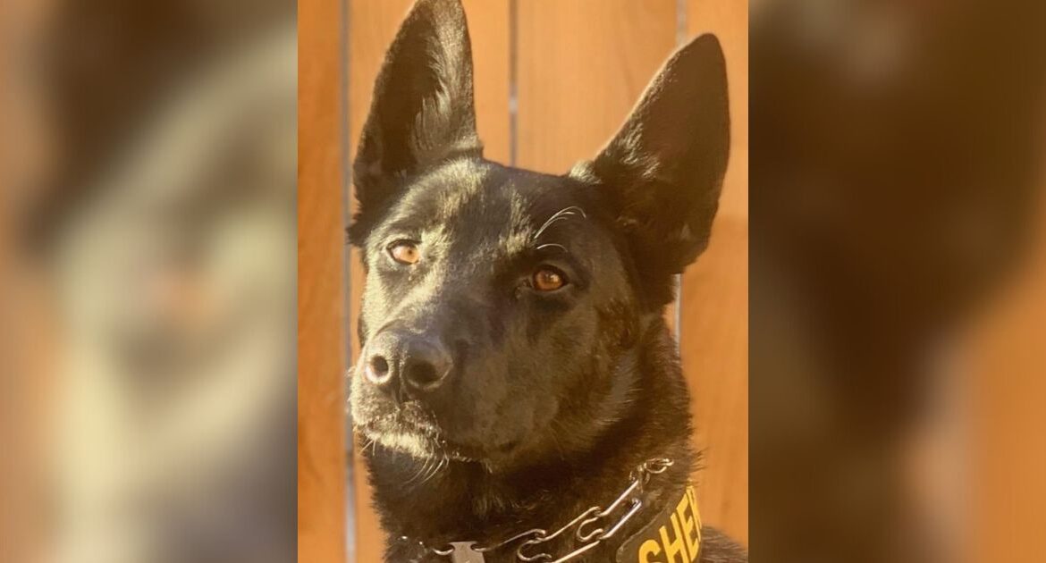 A Mariposa man was arrested after a violent crime spree in Oakhurst, injuring a sheriff's K9 and prompting multiple investigations. (Instagram/FresnoDAIA))