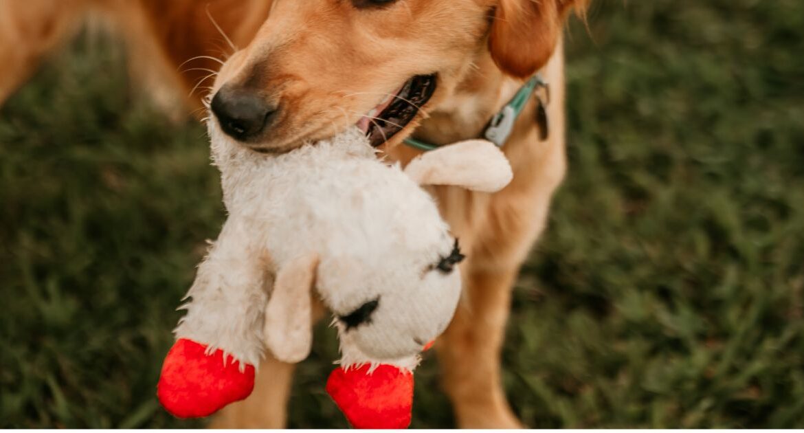 One of the hottest dog toys in America is a squeaky stuffed animal toy named Lamb Chop. (Shutterstock)
