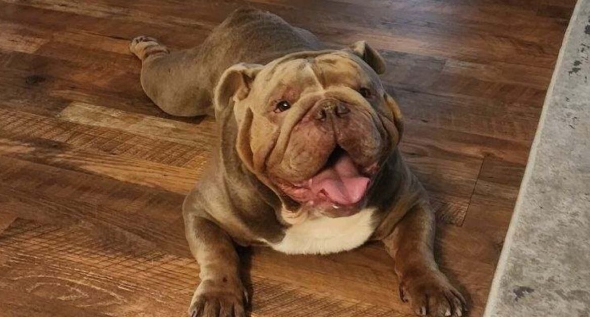 Chewie, a lovable 3 ½-year-old lilac English Bulldog, is looking for a caring home that can meet his breed-specific needs and provide plenty of snuggles and short walks. (Mell's Mutts)