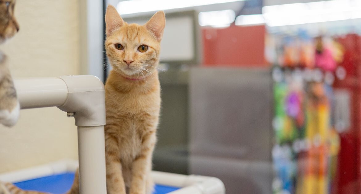 Nikki is a tiny, fearless ginger with a big personality, ready to bring love and purrs to her forever home. (Fur Real Life Photography)