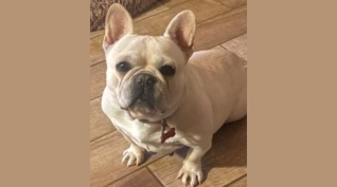 Toaster Strudel, a cheerful French bulldog with a love for people and dogs, is ready to bring joy to her forever home. (Mell's Mutts)