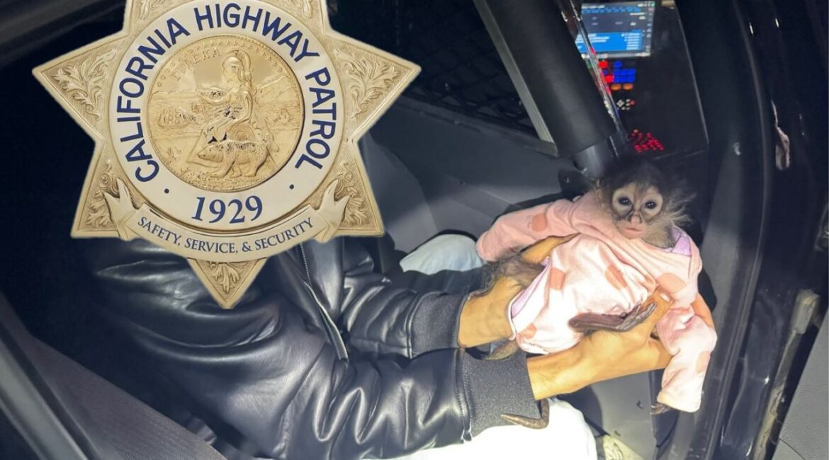 A Madera County traffic stop led to a DUI arrest and the seizure of a spider monkey, an illegal exotic pet.