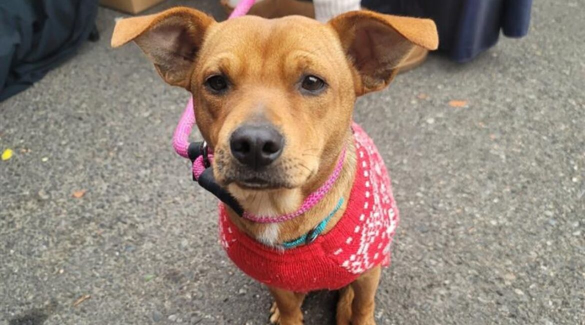 George Kittle, a resilient three-legged rescue dog, is thriving after overcoming a grim fate and awaits a loving forever home. (Mell's Mutts)