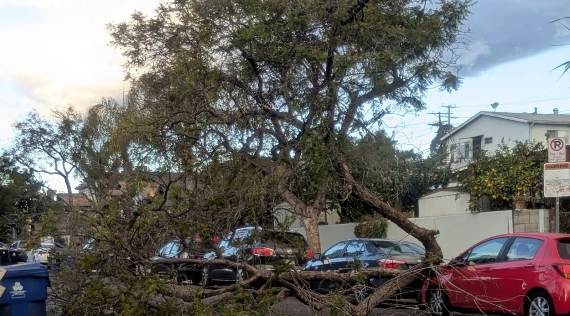 A tree blocks a street after falling amid strengthening winds Tuesday, Jan. 7, 2025, in Northeast Los Angeles. (AP/Christopher Weber)