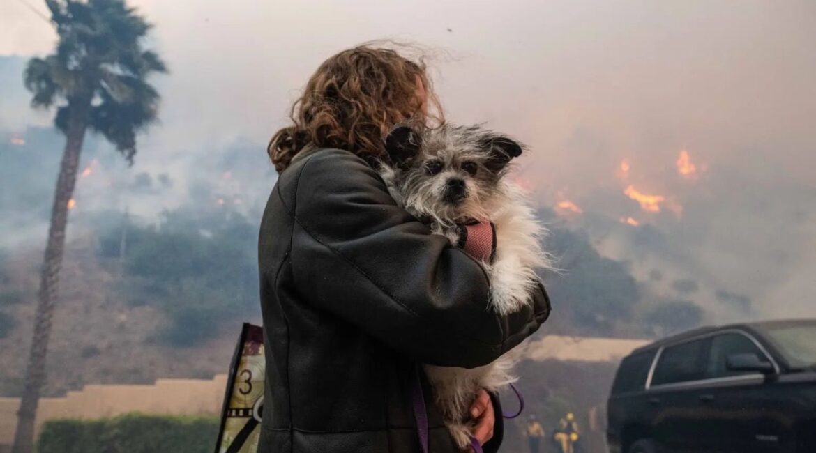 As wildfires ravage Los Angeles, thousands of pets have been displaced, overwhelming shelters and rescues, while families like Nicole Montanez's struggle to find safe accommodations for their animals. (X)