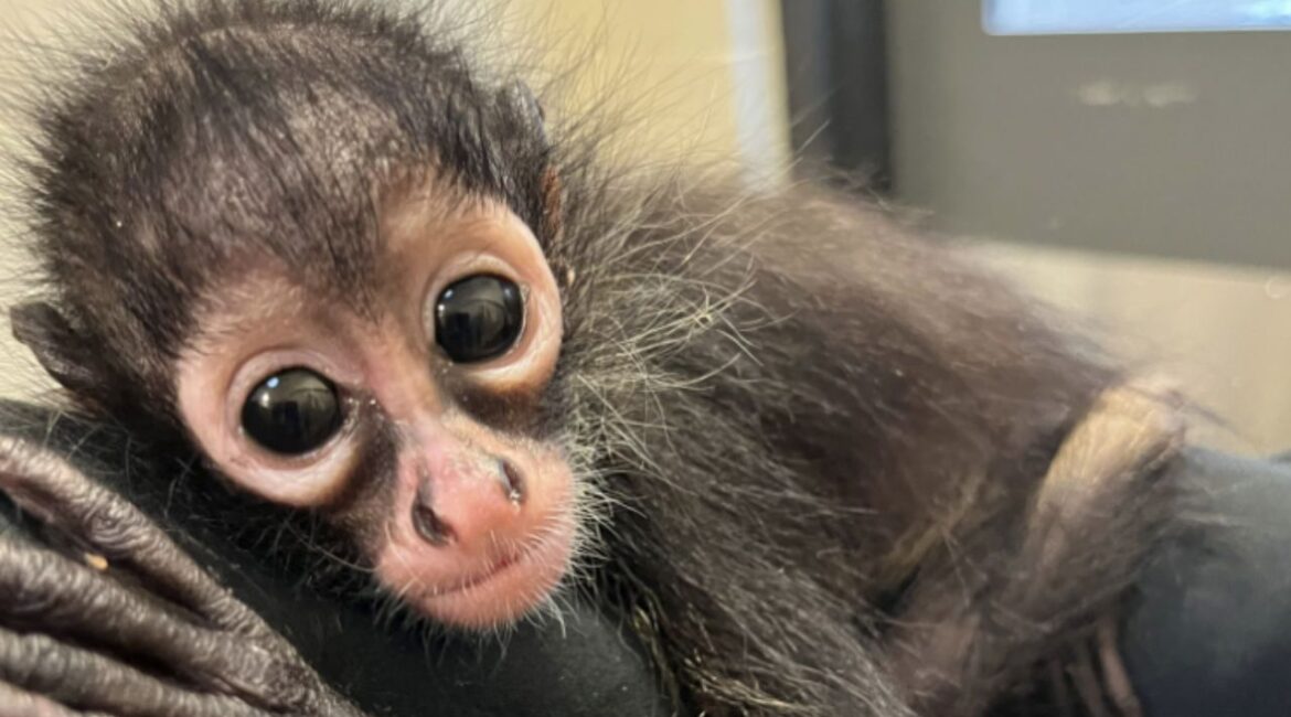 The Oakland Zoo's rescue of Azules, a young spider monkey, highlights the dangers of wildlife trafficking and illegal primate ownership. (Oakland Zoo)