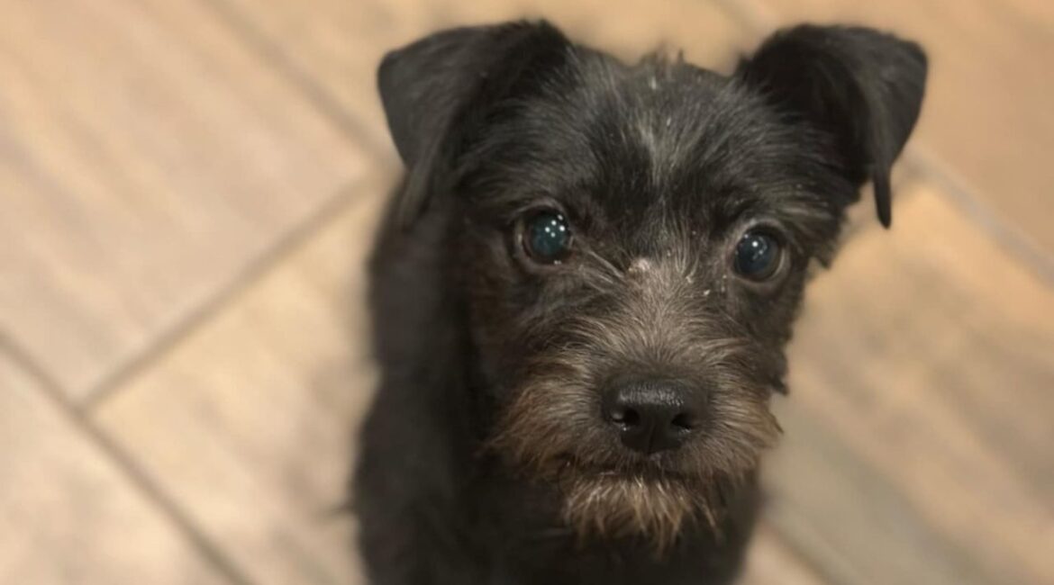 Maria Chiquita, a playful and loving three-legged pup, is ready to bring endless joy, cuddles, and heartwarming charm to her forever family. (Mell's Mutts)