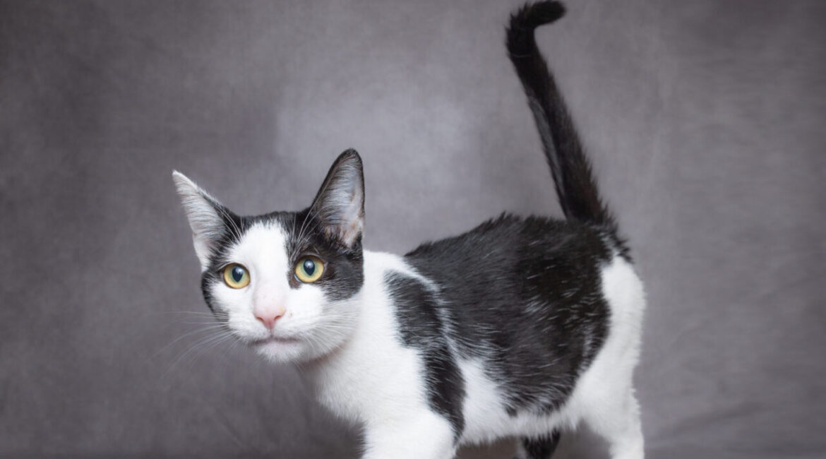 Moon Pie the Adoptable Cat of the Week
