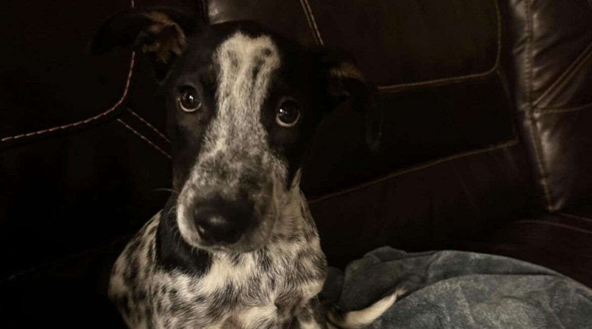 Cash does not want your money, he wants your love! Adopt him at Mell's Mutts! (Mell's Mutts)