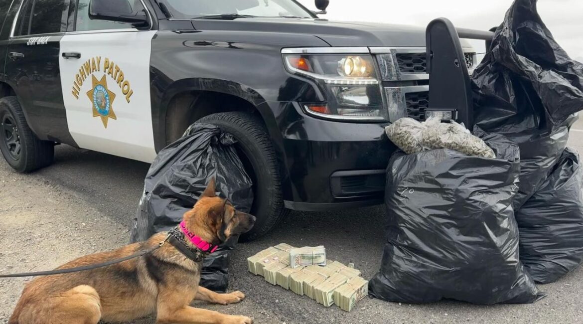 A CHP K-9 seized 100 pounds of marijuana and $160K in cash during a traffic stop in Merced County, leading to the arrest of Mei Xiancong, 38, of Los Angeles, for possession and transportation of marijuana for sale. (CHP)