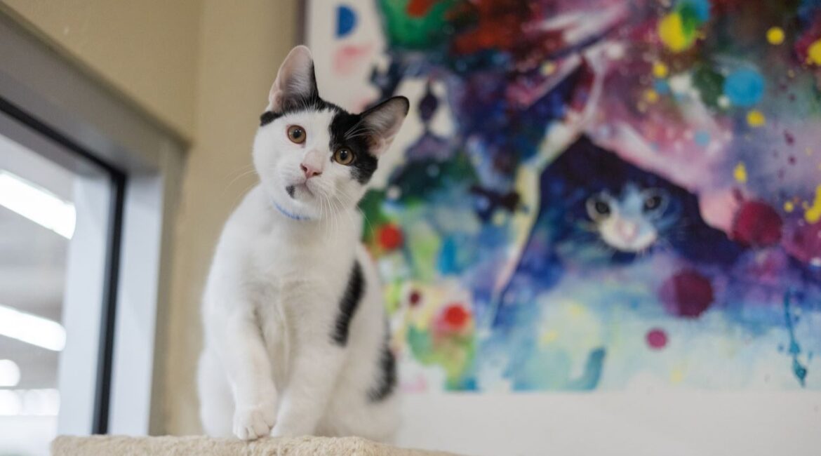 Ace is GV Wire's adoptable pet of the week