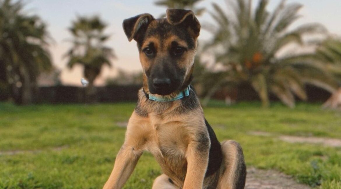 Harry Pawter, a 14-week-old German Shepherd/Doberman mix, is seeking a loving home where he can share his magical personality and loyal companionship. (Mell's Mutts)