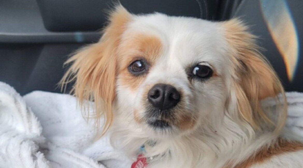 PJ Pickles, a tiny spaniel-chihuahua mix found wandering in pajamas, is now safe and searching for a forever home. (Mell's Mutts)