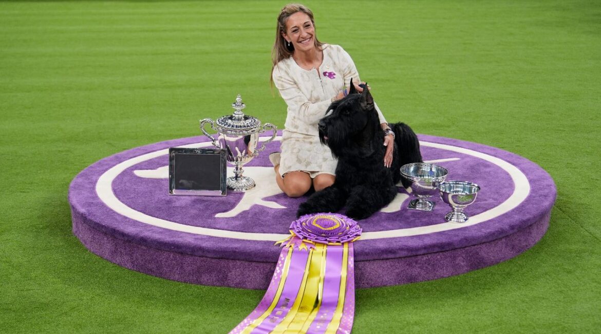 Katie Bernardin and Monty, a Giant Schnauzer, celebrate after winning best in show in the 149th Westminster Kennel Club Dog show, Tuesday, Feb. 11, 2025, in New York. (AP/Julia Demaree Nikhinson)