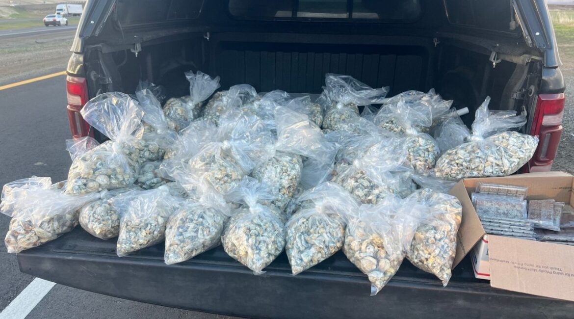 A CHP K-9 seized 50 pounds of illicit mushrooms worth $80,000 during a traffic stop on I-5 in Fresno County, leading to the arrest of Phillip Yoon, 35, of Hayward. (CHP)