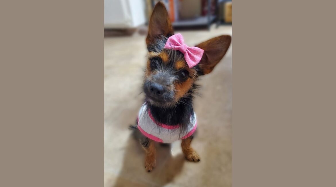 Cloe, a fearless and sassy 10-month-old Yorkie-Chihuahua mix, is searching for a loving home where she can be the queen bee. (Mell's Mutts)