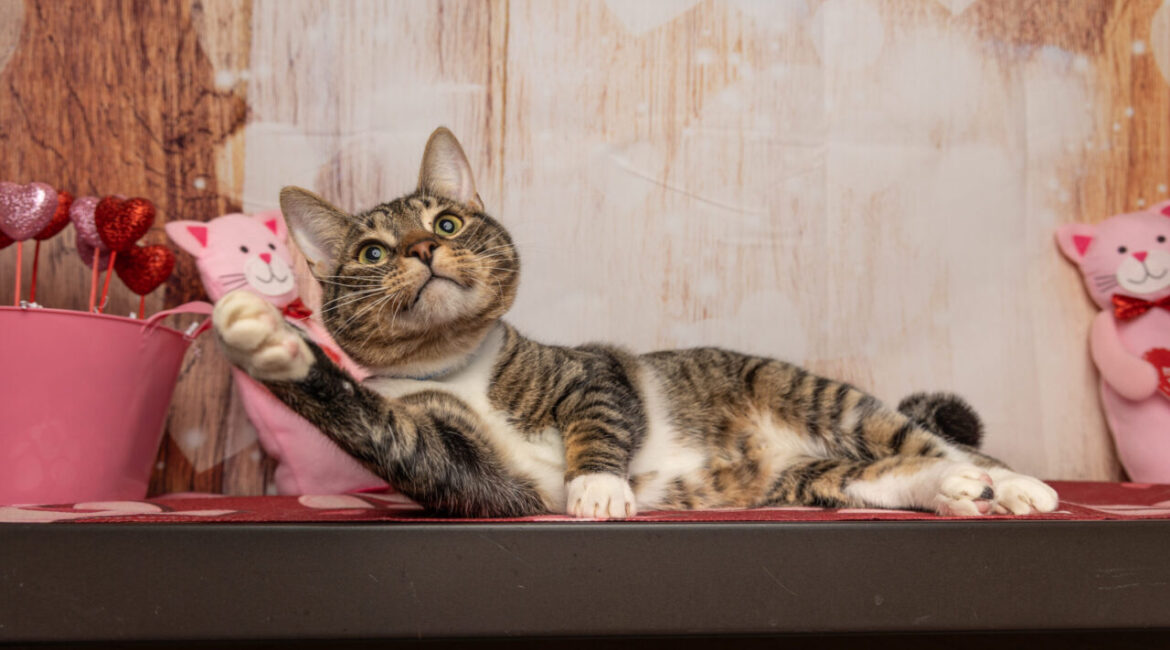 Nibbles/The Cat House on the Kings