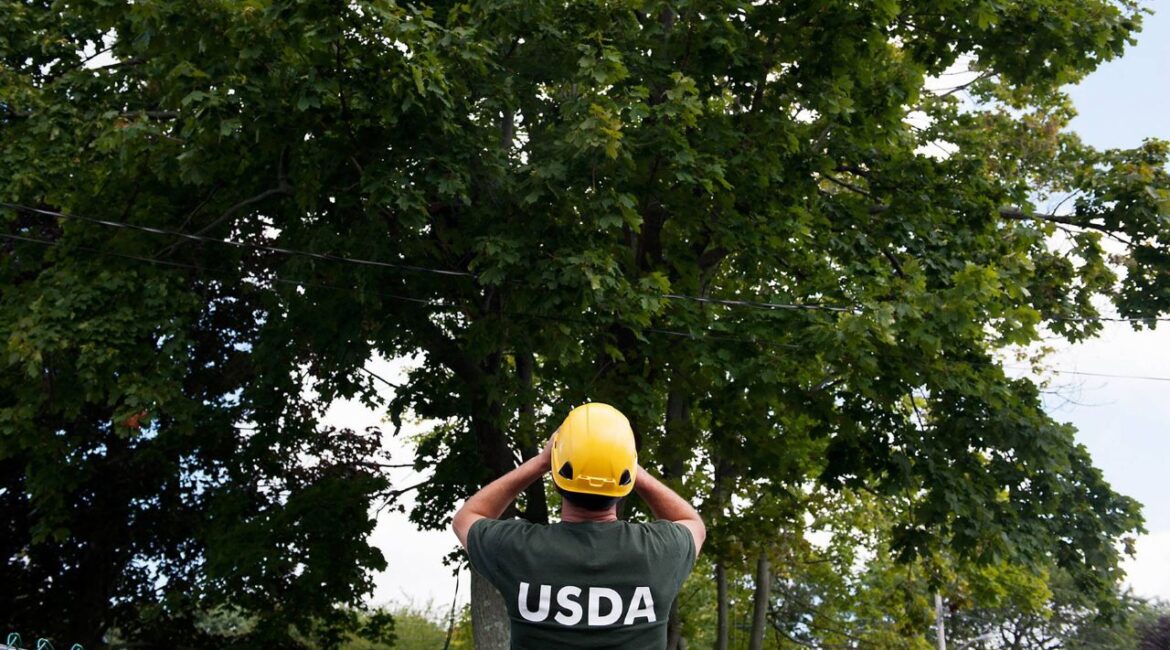 U.S.D.A. workers with the agency’s eradication program to combat the invasive Asian long-horned beetle’s spread in West Babylon, N.Y., Feb. 25, 2025. Mass federal firings, which hit agencies involved in protecting the nation’s food supply and agricultural products, could have long-lasting consequences, experts said. (Bryan Thomas/The New York Times)