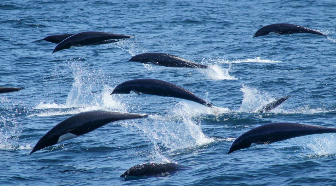 Do not use -An undated photo provided by Rose Franklin/Monterey Bay Whale Watch shows northern right whale dolphins leaping off the waters of Monterey Bay, Calif., on Feb. 21, 2025, one of thousands that were seen recently in what an expert said is a nutrient-rich area off the coast of California. (Rose Franklin/Monterey Bay Whale Watch via The New York Times)