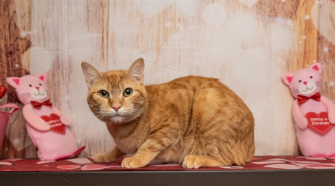 Tawny Is GV Wire's Adaoptable Pet of the Week