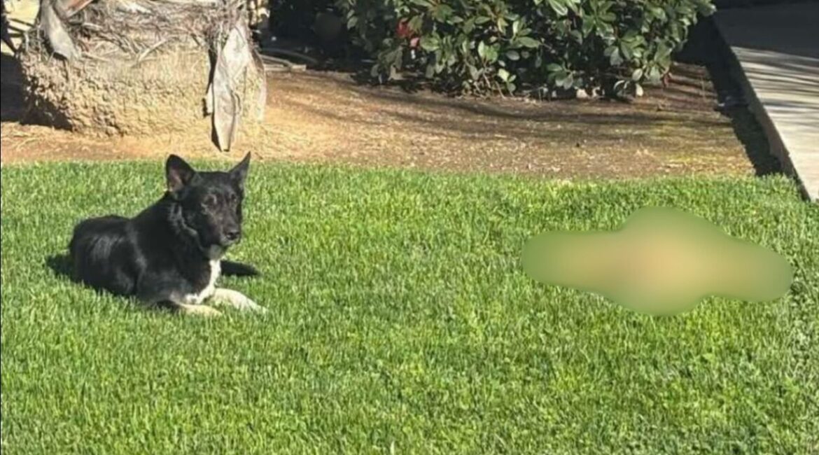 After nearly three weeks of tracking, two dogs that terrorized a Clovis-Fresno neighborhood were captured, ending a community-wide effort. (Nextdoor)