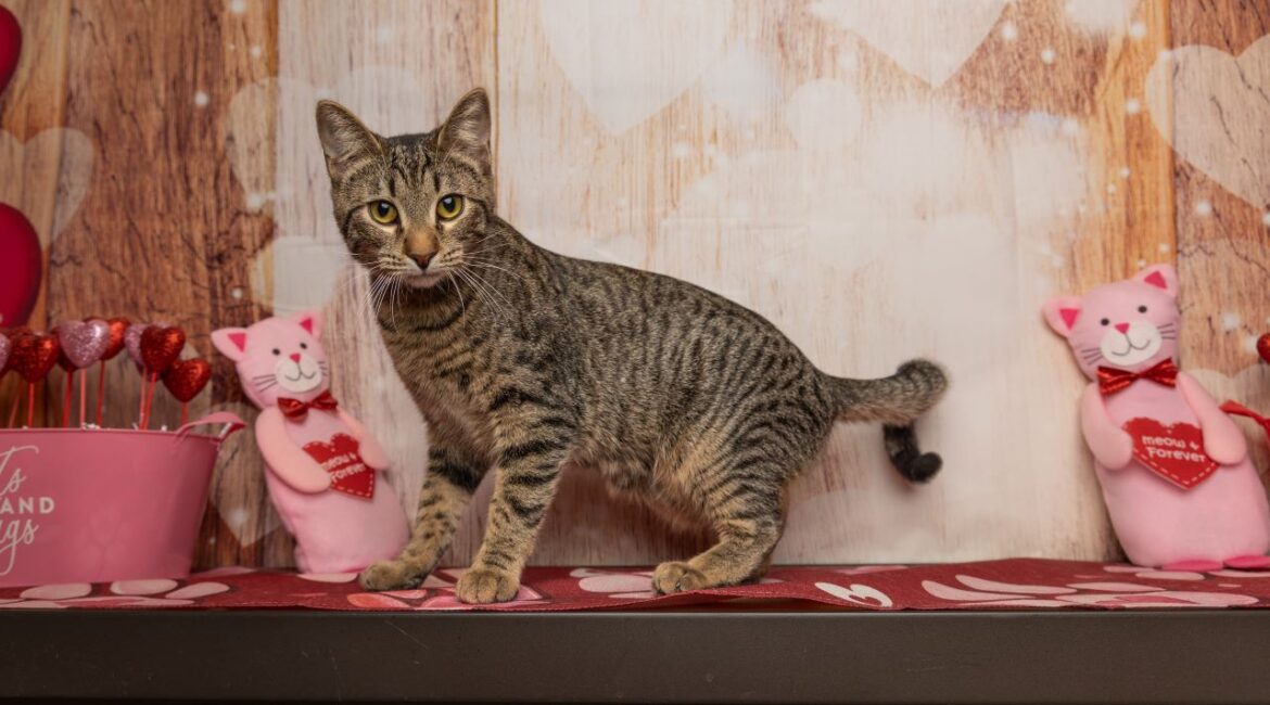 Bogey is GV Wire's Adoptable Pet of the Week