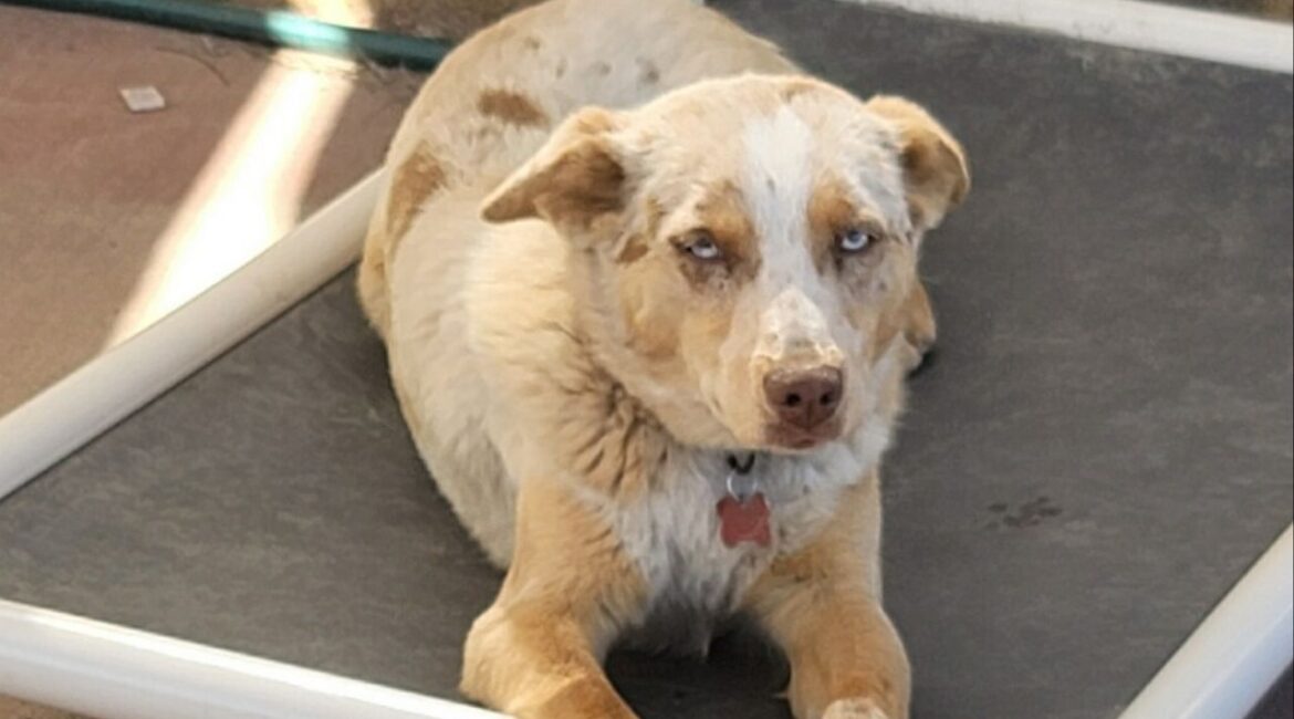 Millie, a sweet and playful one-year-old mini Aussie with a unique journey, is looking for a loving home, ideally alongside her brother Billy. (Mell's Mutts)