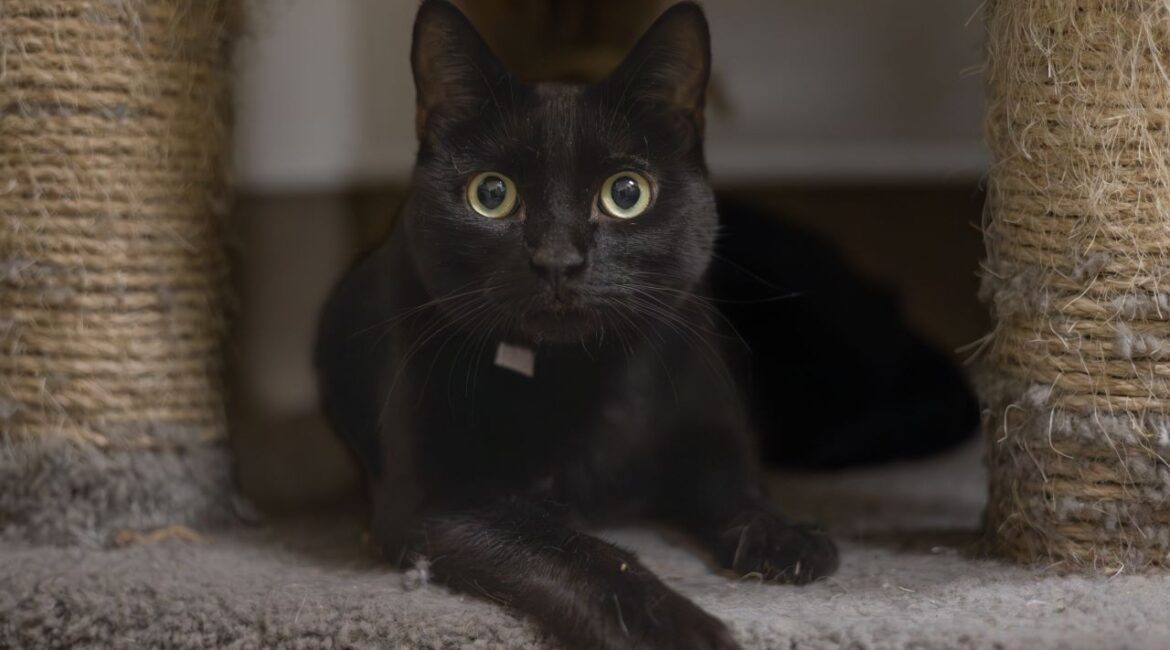 Chadwick Is GV Wire's Adoptable Pet of the Week March 21, 2025