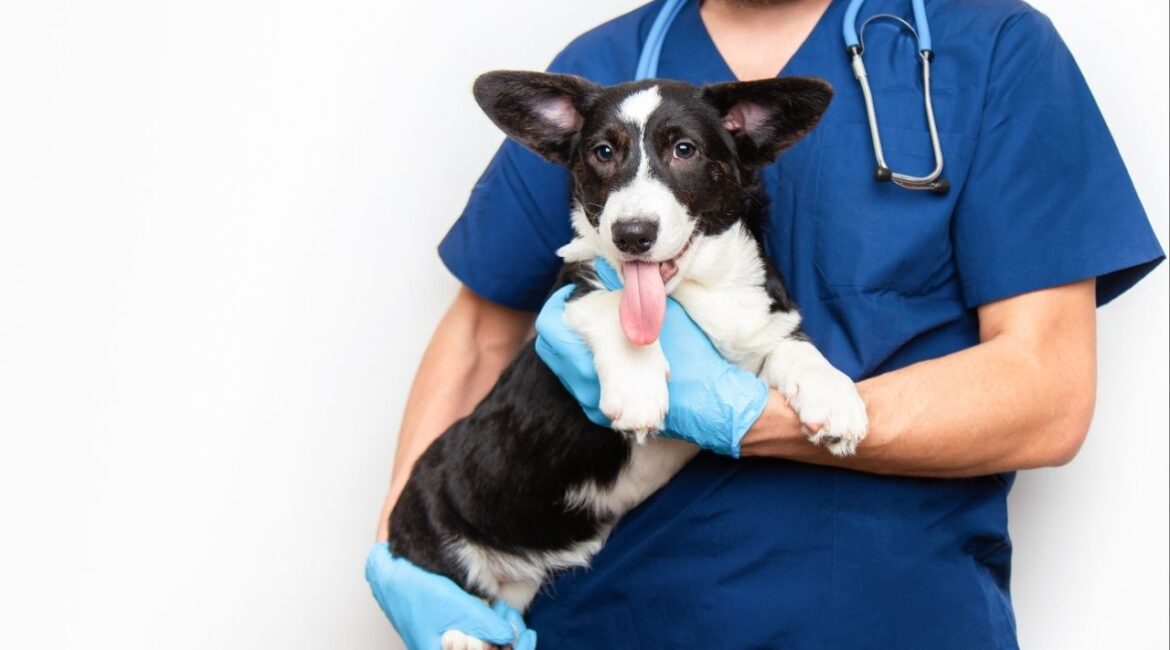 A free drive-thru dog vaccine clinic offering vaccinations, microchipping, and pet care information will be held at Roeding Park in Fresno on Saturday, March 29, 2025. (Shutterstock)