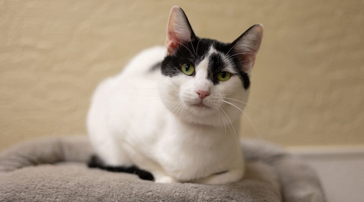 Gracie Is GV Wire's Adoptable Pet of the Week for March 27, 2025