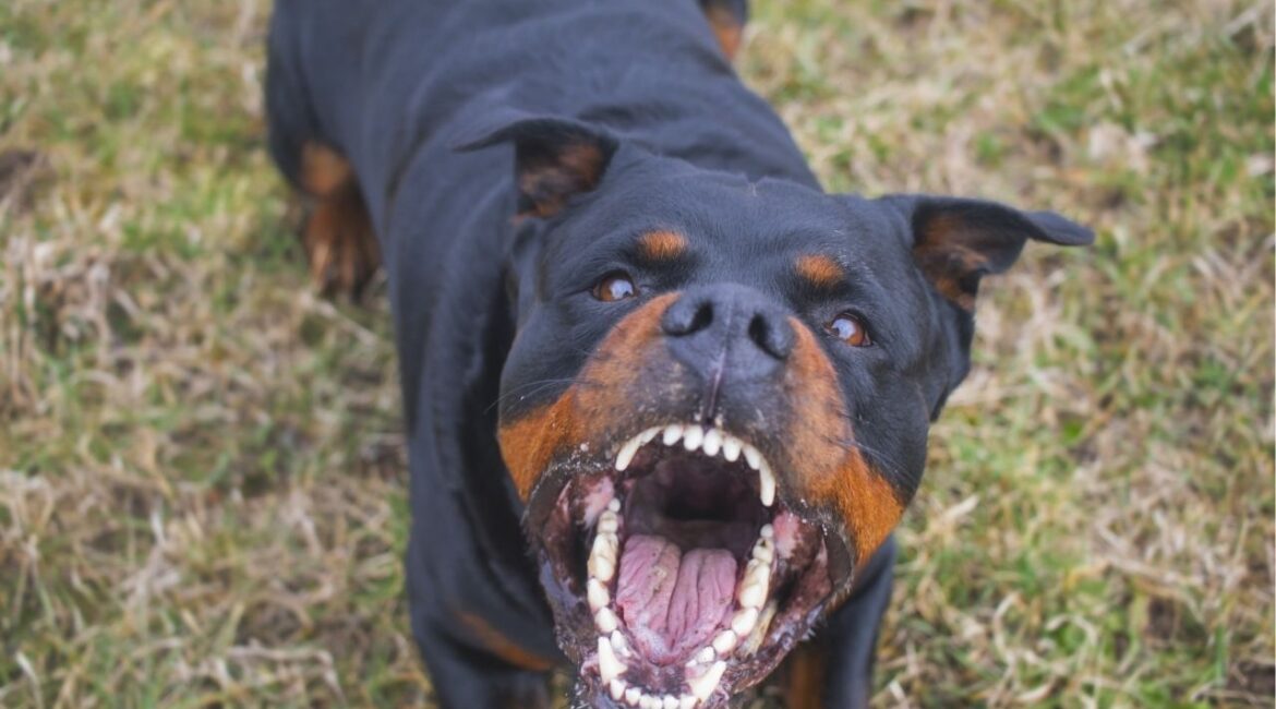 Former NFL player LeShon Johnson faces federal charges for running a large dogfighting operation, risking significant prison time. (Shutterstock)