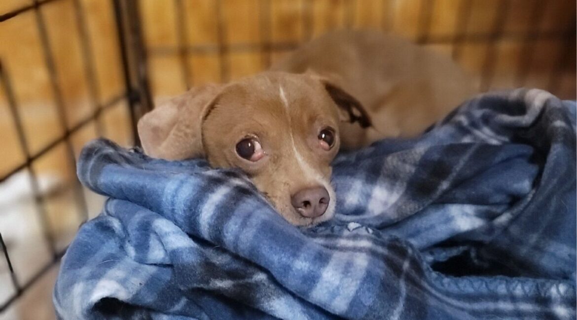 Punkin, a 1-2-year-old dog with a tough past of living in a hoarding situation, is looking for a patient, understanding home with another dog to help him adjust and thrive. (Mell's Mutts)