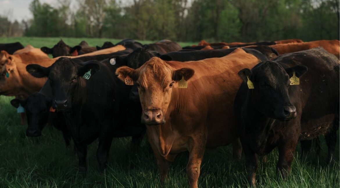 Cattle on a farm in Sidney, Ohio on April 30, 2024. (Damon Winter/The New York Times)