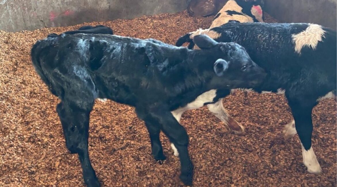 A Merced man was arrested in Madera County after allegedly stealing three newborn black Angus calves, all of which were recovered and returned to their owner. (Madera County SO)