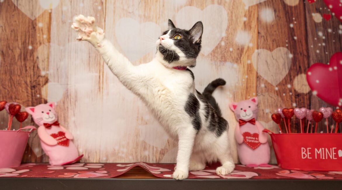 Ursula, GV Wire's Adoptable Pet of the Week, April 17, 2025