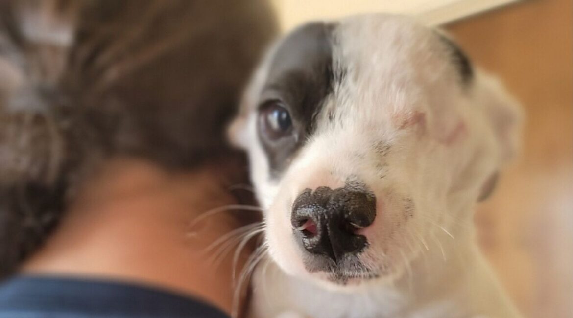 Mijo, a one-eyed puppy with a heart full of love, is winning hearts everywhere and proving he's the perfect companion for any home.