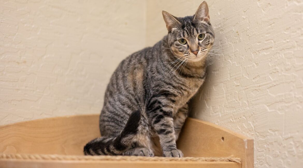 Candi, GV Wire's Adoptable Cat of the Week