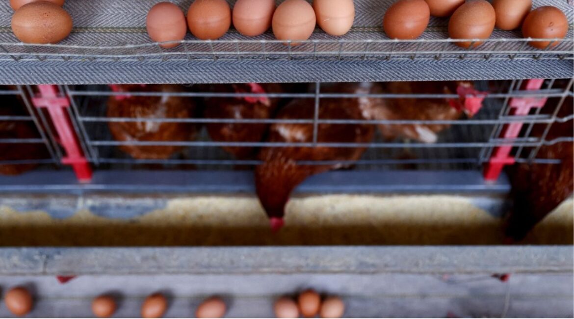 Chickens sit at a poultry farm. March 12, 2025. (REUTERS/Diego Vara/File Photo)