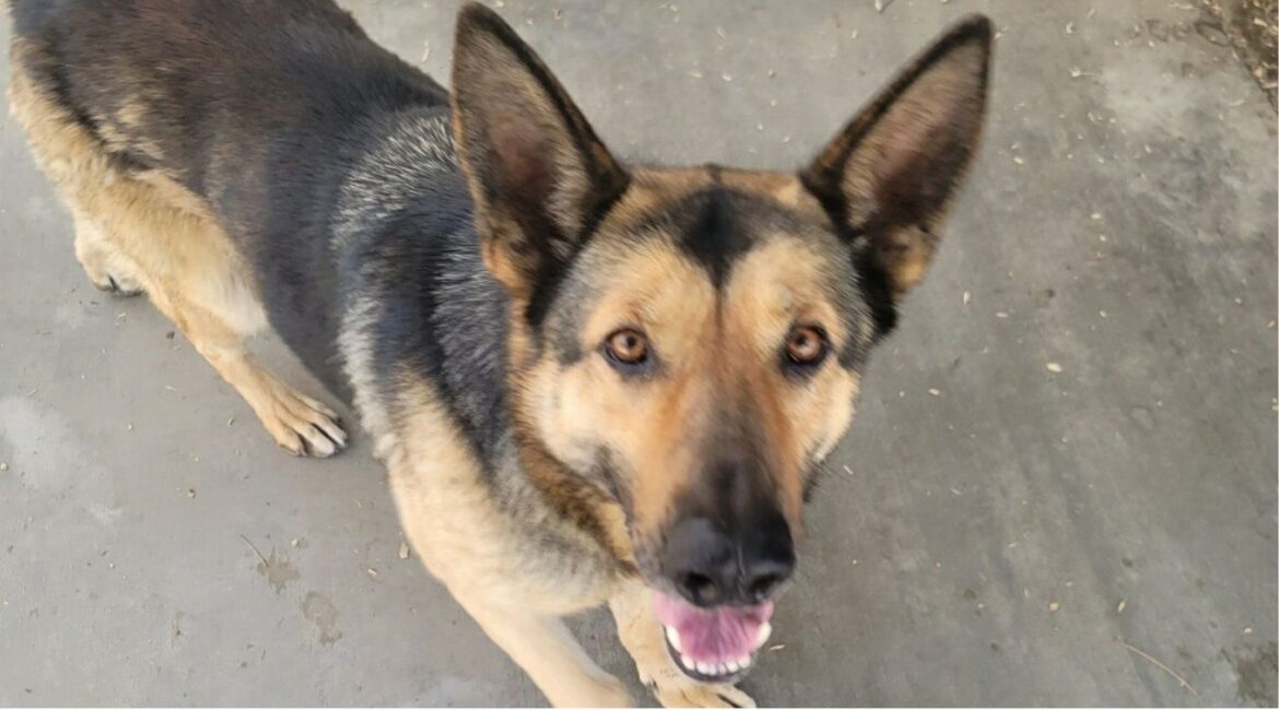 After a Fresno woman was evicted and her home padlocked, her four dogs were left behind — and now the last one, a loyal German shepherd named Ginger, is waiting for a new home. (Mell's Mutts)